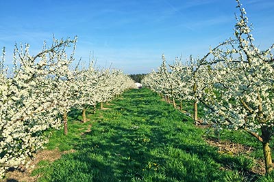 Apfelblüte im Frühjahr