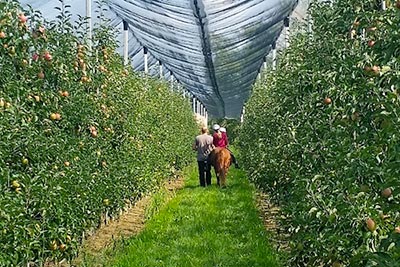 Unsere Obstplantage