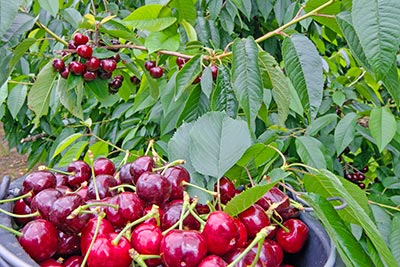 Saftige rote Kirschen