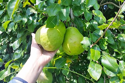 Appetitliche Birnen