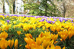 Krokusblüte auf der Blumeninsel Mainau